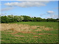 Field south of Dwyran