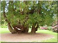 SW8339 : Unusual tree, Trelissick Gardens by Derek Voller