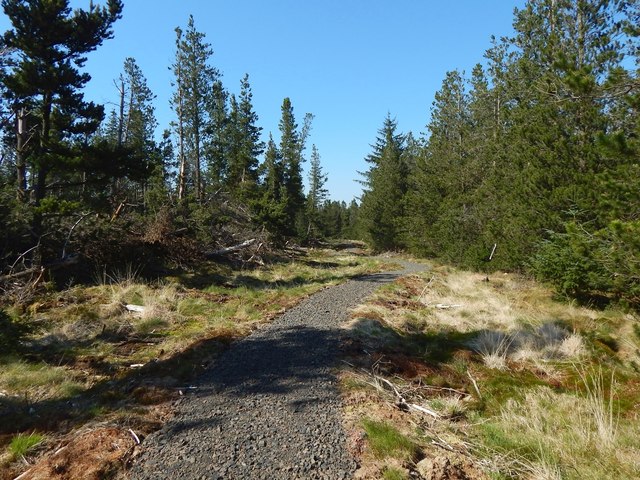New path through the woods