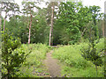 Path, Horsell Common