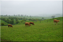 SK1565 : Cattle above Fern Dale by Bill Boaden