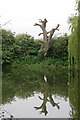 Dead Tree & Pond in Paglesham