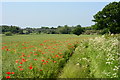 SK2603 : Poppies in a field near Polesworth by Oliver Mills
