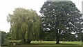 Trees on Ham Common