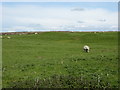 NY0337 : Site of the Roman fort at Maryport by Sarah Charlesworth