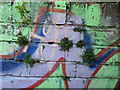 Pennywort amongst the graffiti