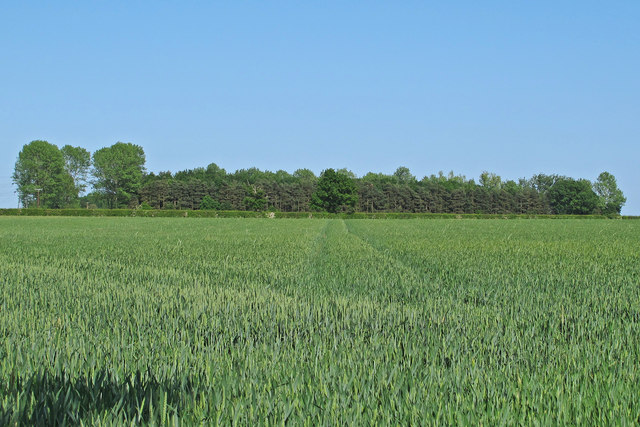 Wheat field and small wood near Oak Road, Gestingthorpe