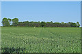 Wheat field and small wood near Oak Road, Gestingthorpe