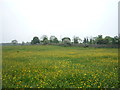 Buttercup meadow near Lauder Grange