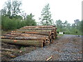 NY9861 : Timber, Dipton Wood by JThomas