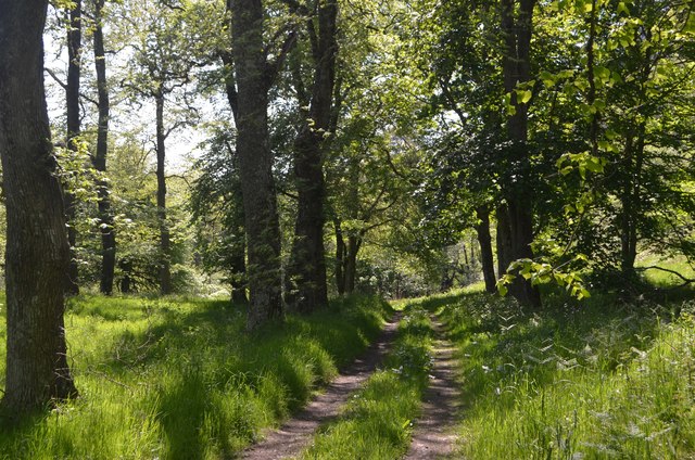 Woodland Track on Ben Bhraggie,... © Andrew Tryon cc-by-sa/2.0 ...