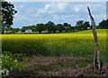 Oil seed rape next to the Chesterfield Canal