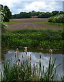 Farmland next to the Chesterfield Canal