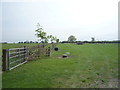 Grazing and hedgerow