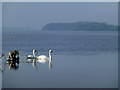 J1174 : Swans, Lough Neagh by Kenneth  Allen