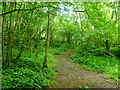 Path in Coed y Cerrig