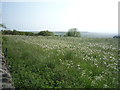 NZ1643 : Field full of dandelions, Clickemin Hill by JThomas