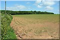 Young maize crop by the A381