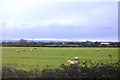 Sheep between railway and motorway