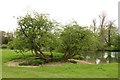 Trees by the River Thames