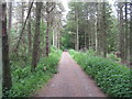 Path in Easter Hill Wood