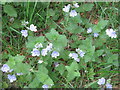 Speedwell at Easter Hill Wood