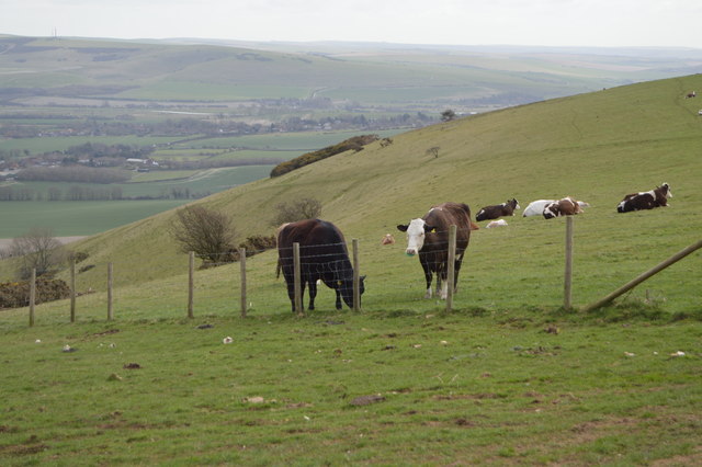 Cattle grazing on the South Downs
