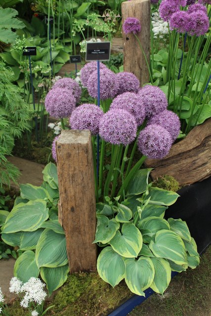 Alliums at Chelsea Flower Show © Richard Hoare cc-by-sa/2.0 :: Geograph Britain and Ireland