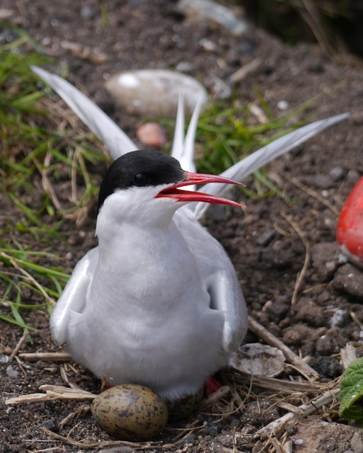 Inner Farne: A Defensive Arctic Tern On The Nest