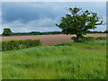 Farmland near Owday Wood