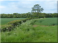 Farmland at Cotterhill Woods