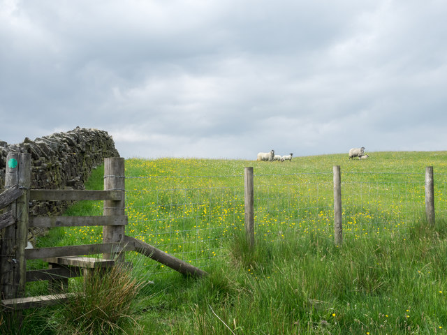 Wall, fence and stile with sheep