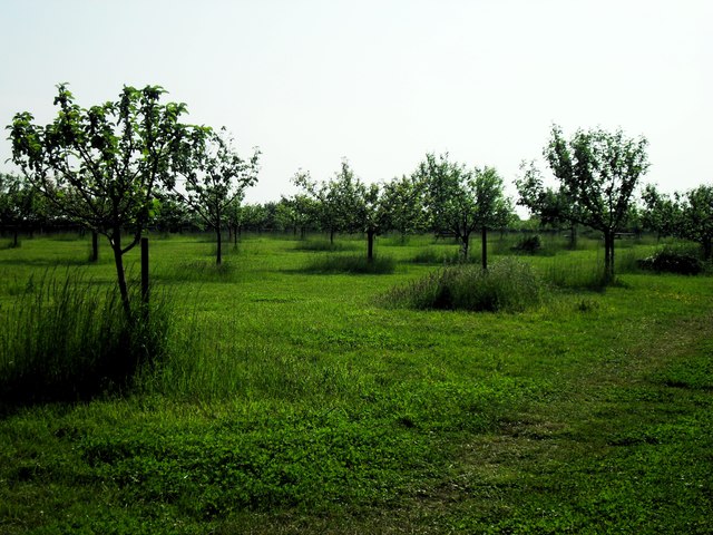 Tom's orchard