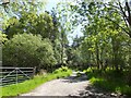 Track through the trees at Englishton Muir