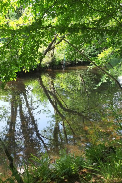 Trees reflected in the Teign