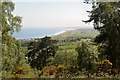 NC8200 : View of Coast from Woods above Golspie by Andrew Tryon
