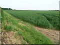 Wheatfield south of the Crawley - Littleton road