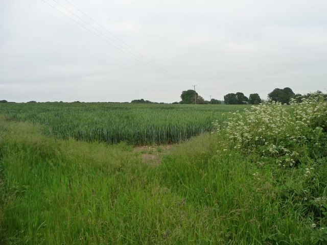 Wheatfield north-west of Littleton House