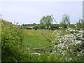 Cattle, Low Hall