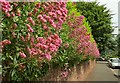 Valerian, Greenway Road, Chelston