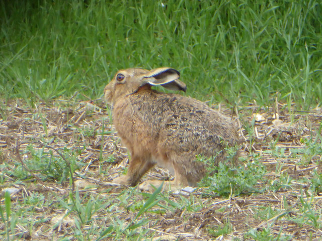 Hare, Bailey Hill Copse