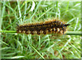 Drinker Moth caterpillar on bridleway to Park Farm