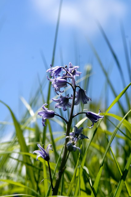 Spanish Bluebell (Hyacinthoides hispanica), Halligarth, Baltasound