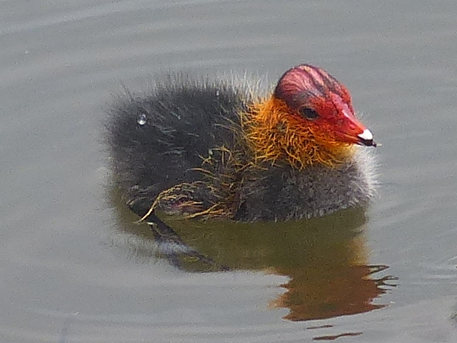 Coot chick, Newport Wetlands