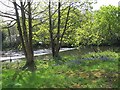 Bluebells by Newlay weir