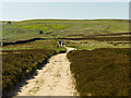 SD9836 : The Pennine Way on Stanbury Moor by Graham Hogg
