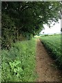 Path towards Alderton