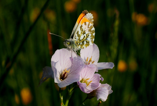 Male orange tip butterfly (Anthocharis cardamines) at Darwin Forest
