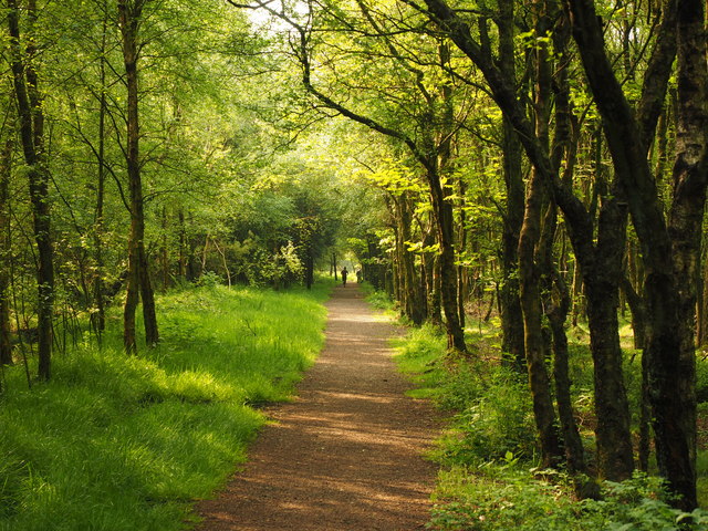 Woodland Track west of Darwin Forest... © Andy Beecroft :: Geograph ...