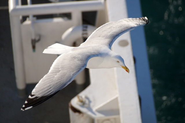 Herring Gull (Larus argentatus), Holmsgarth, Lerwick